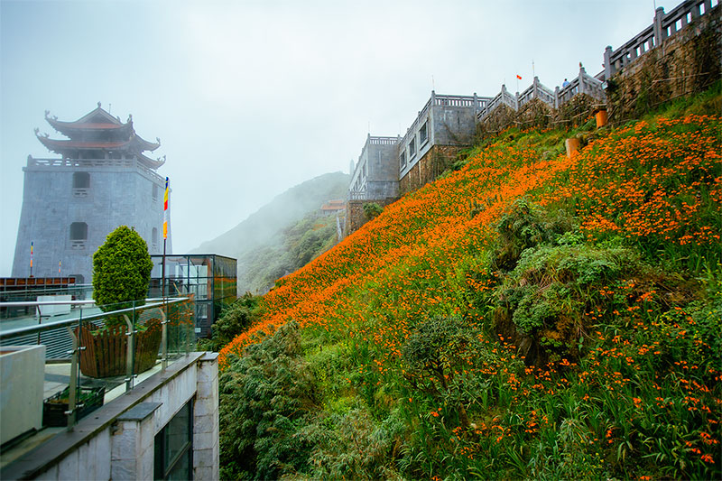 Những đóa hoa dơn thóc nở trong sương gió -0