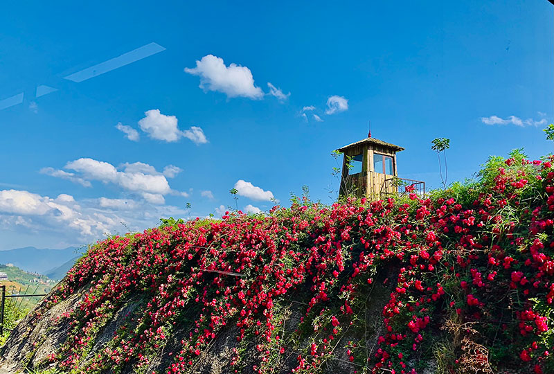 Những đóa hoa dơn thóc nở trong sương gió -0