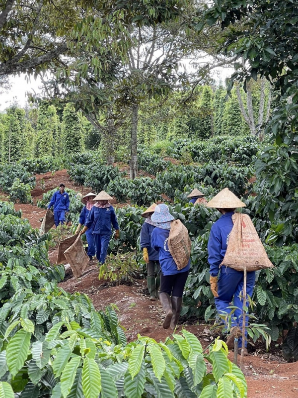 TGĐ Công ty CP Đầu tư Xây dựng Thiên Lộc: Xây dựng thương hiệu cà phê sạch bằng chữ Tâm và Tín -0