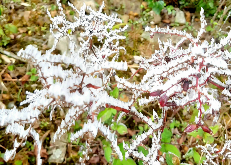 Ngắm tuyết phủ trắng xoá khu vực biên giới Nghệ An -0