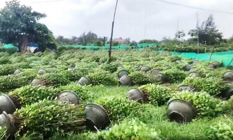 Gió giật xô ngã hàng ngàn chậu hoa tết của người dân Tuy Hòa -0