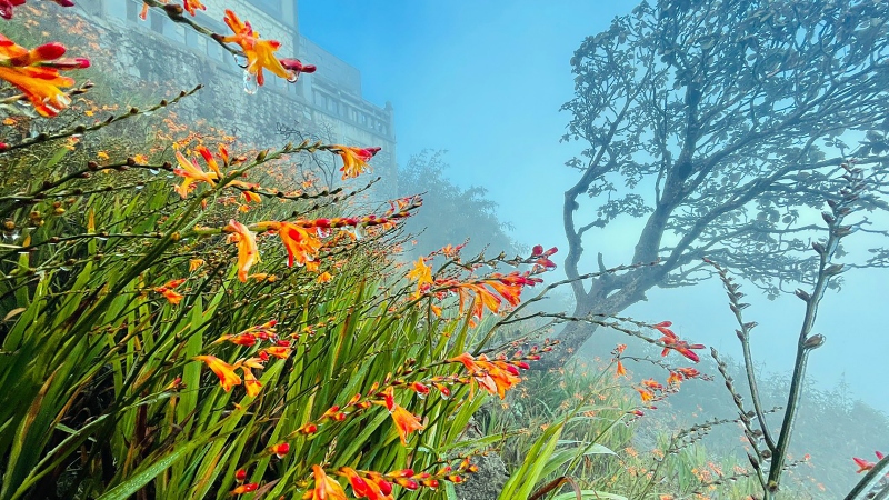 Fansipan mountain covered with frost -4