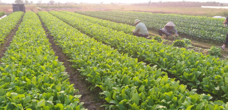 Hiệu quả mô hình Trồng dưa lưới trong nhà màng đạt tiêu chuẩn VietGAP tại  xã Tây Thành huyện Yên Thành  Ampf  Diễn đàn thị trường nông nghiệp tỉnh  Nghệ An