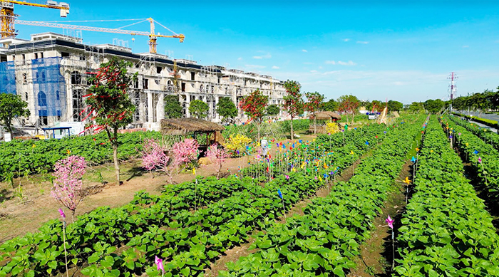 Chờ đón Vườn hoa Hướng Dương đậm chất Nam Bộ tại Van Phuc City -0