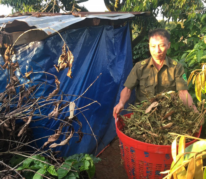 Trồng, sơ chế cần sa trong vườn nhà để bán lấy tiền -0