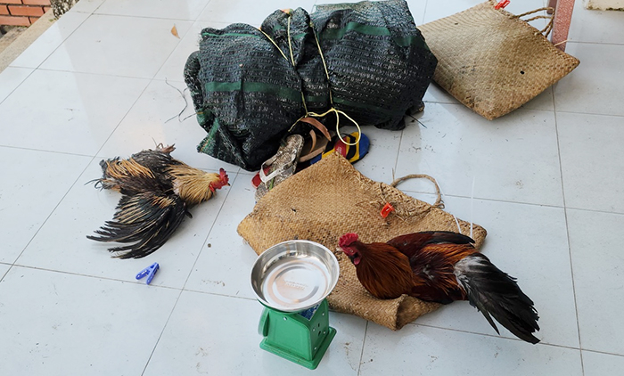 Triệt xóa tụ điểm đá gà ăn tiền đầu năm mới  tạm giữ trên 100 triệu đồng -0