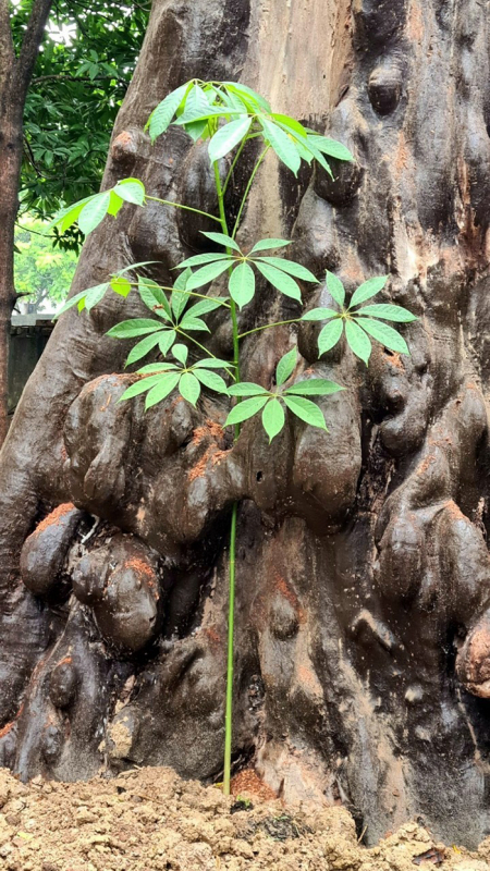 CAND Tết trang 18: Hũ gạo kháng chiến và bức ảnh “Luân hồi” tại ngôi chùa lịch sử   -0