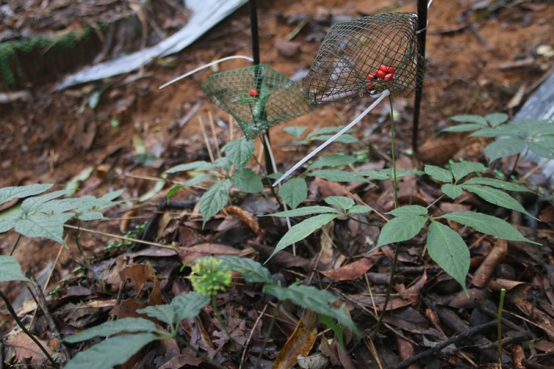 Kiểm điểm Phó Chủ tịch UBND huyện ký xác nhận sai về sâm Ngọc Linh -0