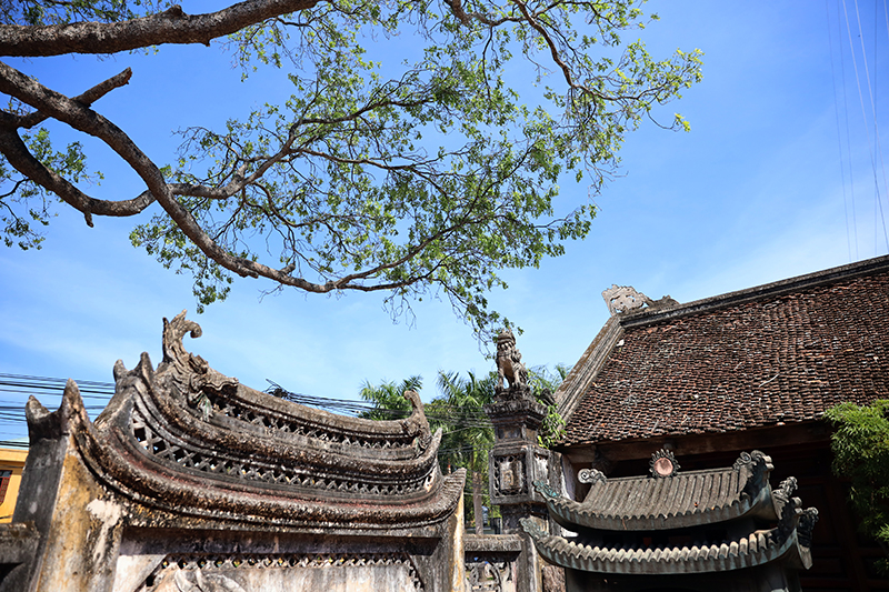 Câu chuyện dưới tán đại lão Dã hương ngàn tuổi -0