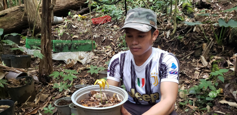 Khoanh nợ cho người dân có sâm Ngọc Linh bị chết hàng loạt -0