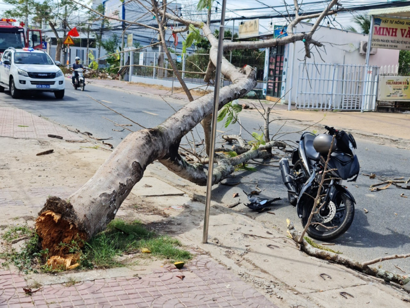 Trên đường về quê ăn Tết, hai thanh niên bị cây phượng đổ lên người -0