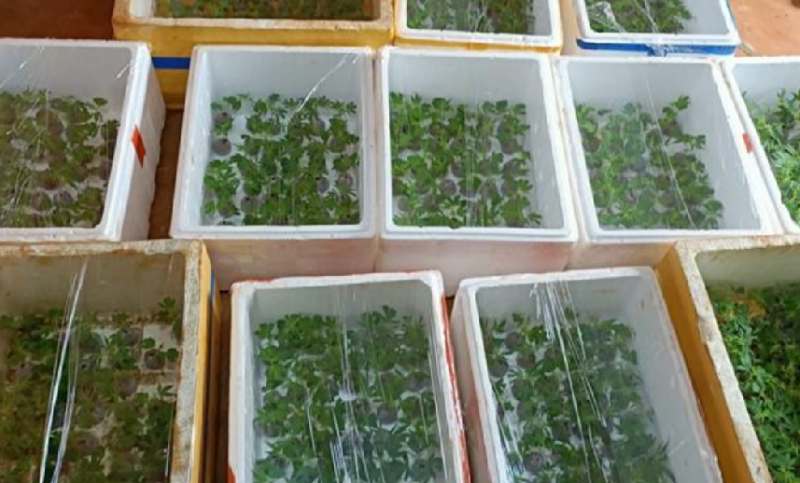 Đang bị truy nã vẫn lén lút trồng hàng nghìn cây cần sa -0