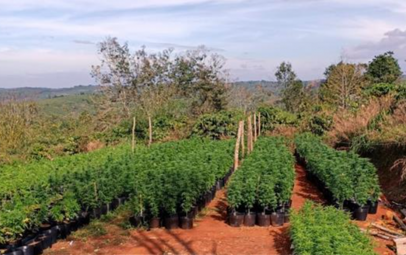 Đang bị truy nã vẫn lén lút trồng hàng nghìn cây cần sa -0