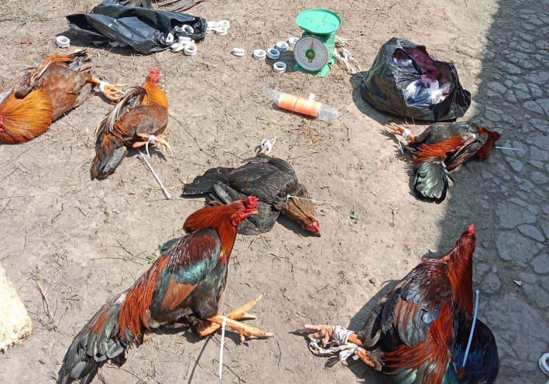 0202-tai-hien-truong-jpg.jpg -0