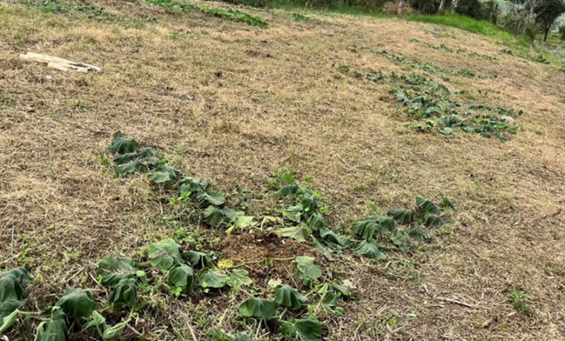 Kẻ xấu cắt phá hơn 300 gốc bầu đang ra hoa của một nông dân -0