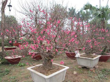 hoa-dao-tet-3a.jpg -0