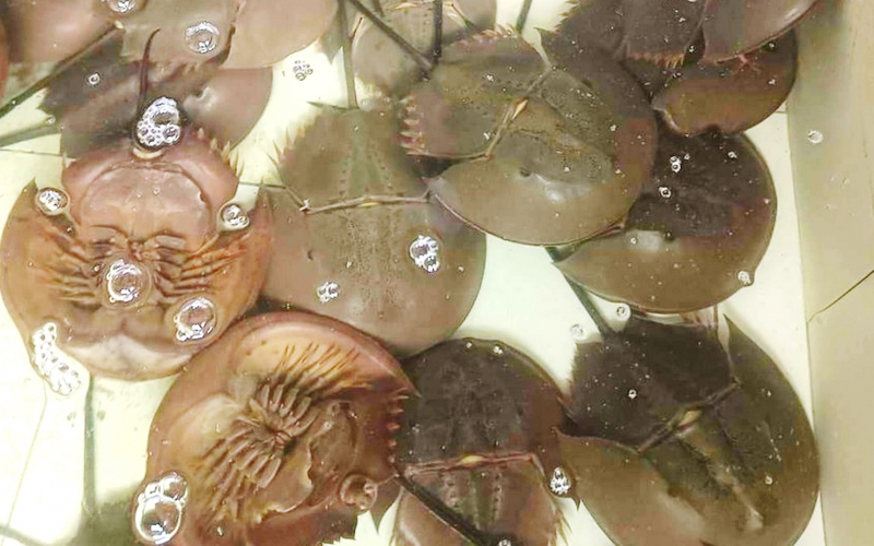 3 người ở Khánh Hòa bị ngộ độc do nghi ngờ ăn nhầm con so biển -0