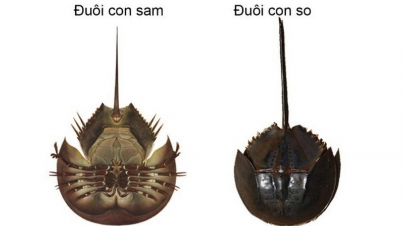 3 người ở Khánh Hòa bị ngộ độc do nghi ngờ ăn nhầm con so biển -0