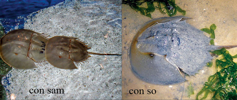 3 người ở Khánh Hòa bị ngộ độc do nghi ngờ ăn nhầm con so biển -1