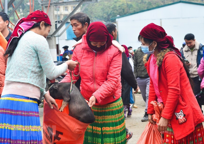 ttxvn_meo_vac_2.jpg -2