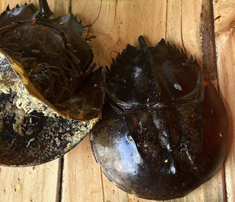 Tìm thấy độc tố Tetrodotoxins khiến ba người ngộ độc nghi ăn nhầm so biển  -0