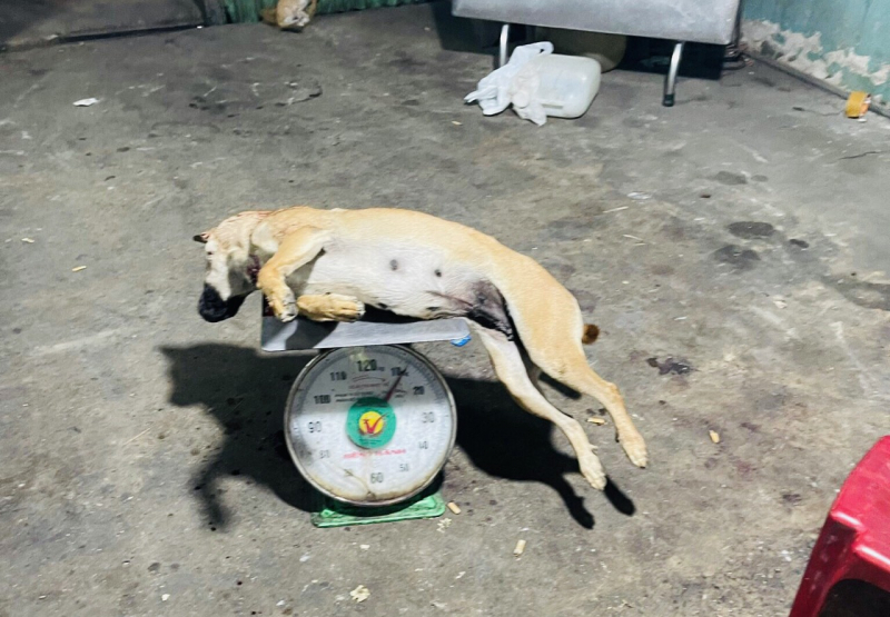 Trộm chó dùng bình xịt hơi cay, ớt bột tấn công tổ công tác 363 -0