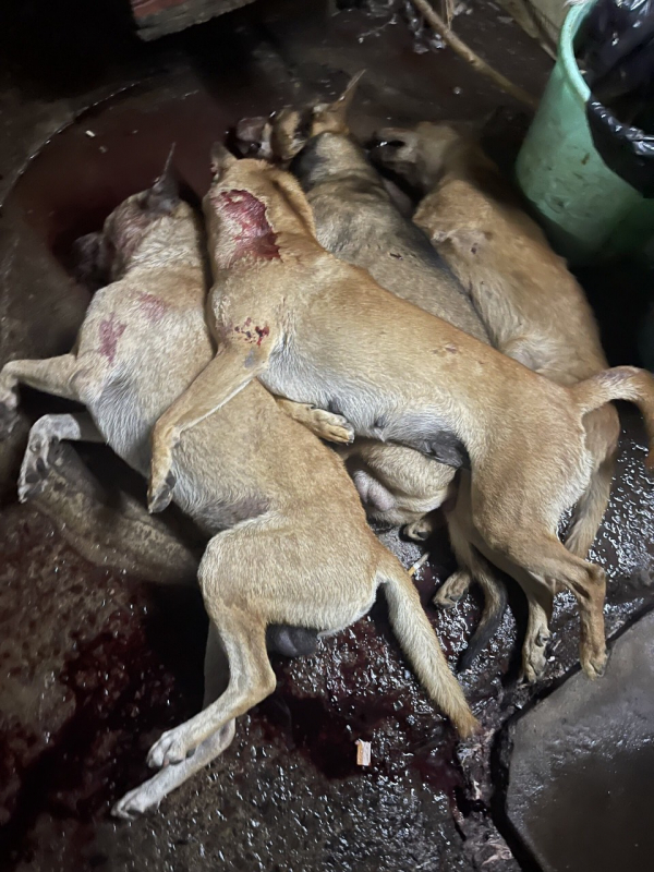 Trộm chó dùng bình xịt hơi cay, ớt bột tấn công tổ công tác 363 -1