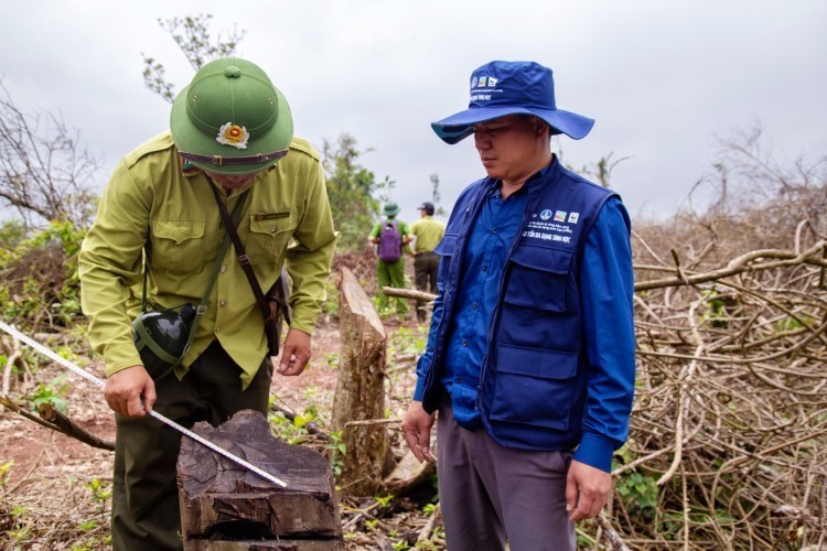 Khởi tố vụ chặt hạ trắng 18ha rừng ở Quảng Trị -0