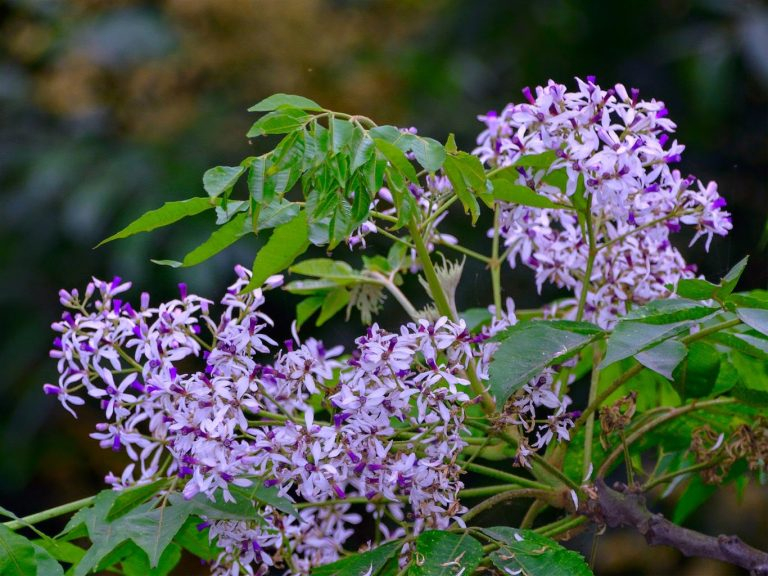 ảnh trang 16, hoa xoan loài hoa của tháng ba xuân.jpg -0