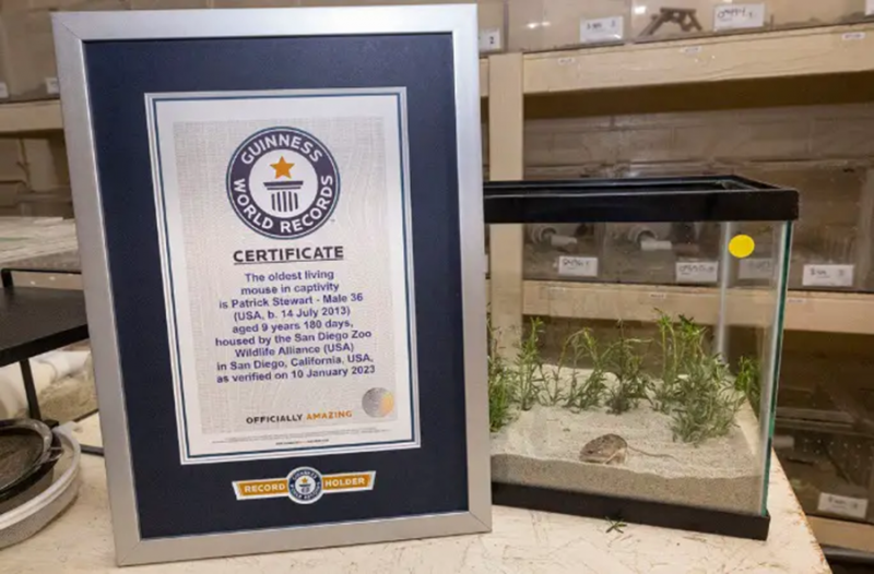 Con chuột sống lâu nhất trong điều kiện nuôi nhốt -0