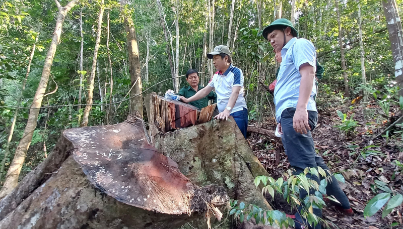 Xác định số gỗ bị thiệt hại trong vụ phá rừng ở Quảng Nam -0