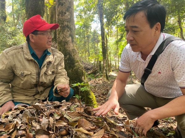 Chuyện làm giàu trên đỉnh Ngọc Linh -0