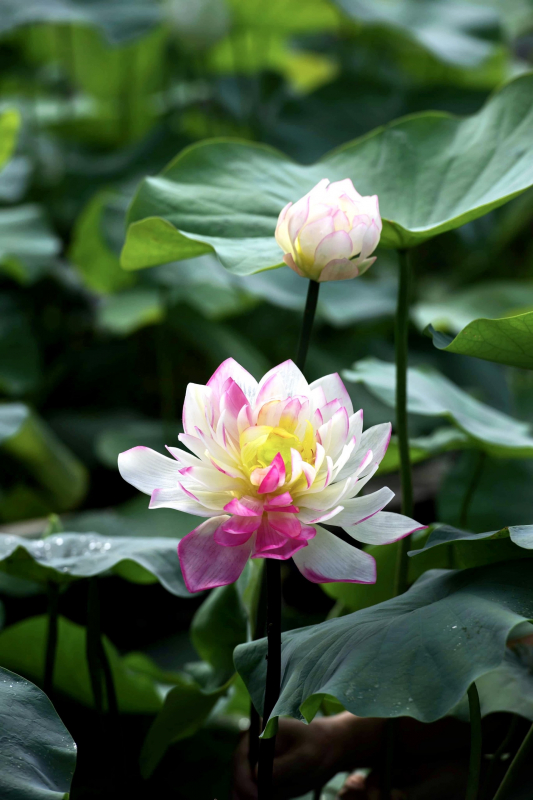 Người “phù phép” trái đu đủ xanh thành …những sắc hoa muôn mầu -0