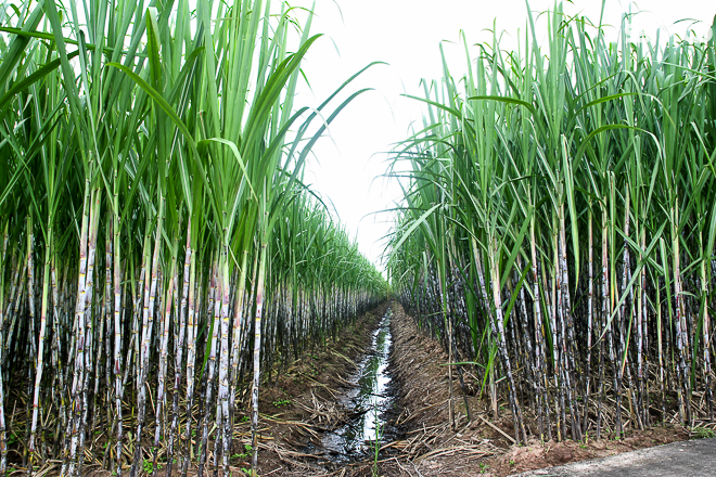 Diện tích trồng mía giảm mạnh, nhà máy lo thiếu nguyên liệu -0