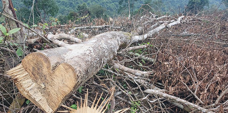Cần xử lý nghiêm vụ gần chục hécta rừng bị “cạo trắng” ở vùng giáp ranh -1