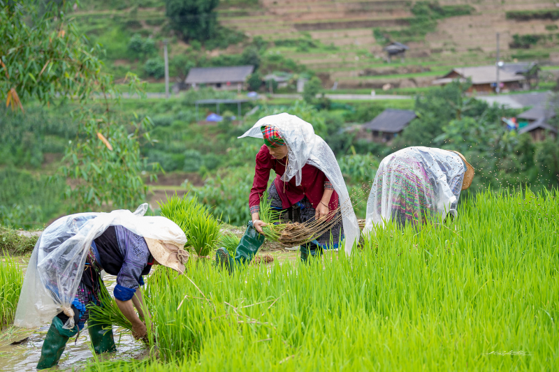 PGS.TS. Lê Ngọc Thắng - Nguyên Viện trưởng Viện Dân tộc, Ủy ban dân tộc của Chính phủ: Phát triển hài hòa “văn minh nông nghiệp” và “văn minh công nghiệp” -0