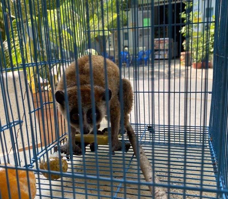 “Bỗng dưng” phát hiện cá thể culi bám trên cửa nhà -0