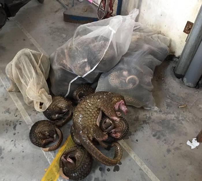 Xử lý nhiều vụ mua bán động vật hoang dã, quý hiếm -0