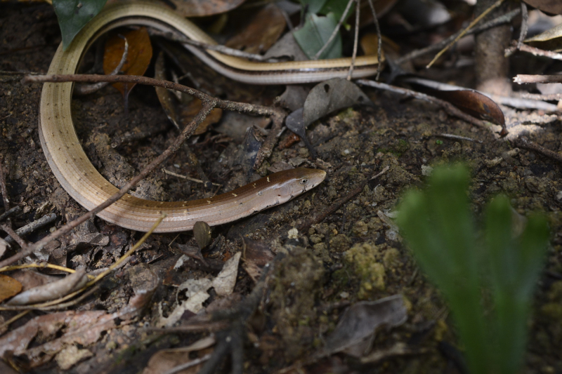 Khẩn trương bảo vệ tiềm năng voọc chà vá chân xám ở phía Tây Bắc Phú Yên -0