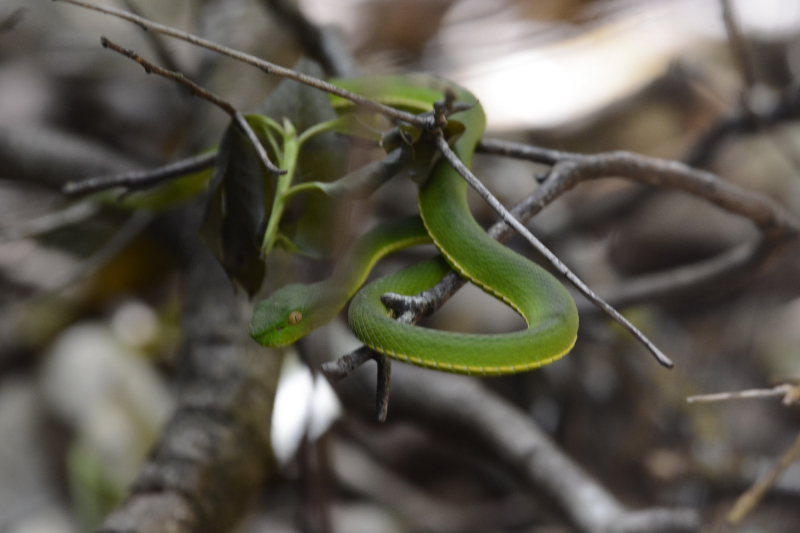 Khẩn trương bảo vệ tiềm năng voọc chà vá chân xám ở phía Tây Bắc Phú Yên -1