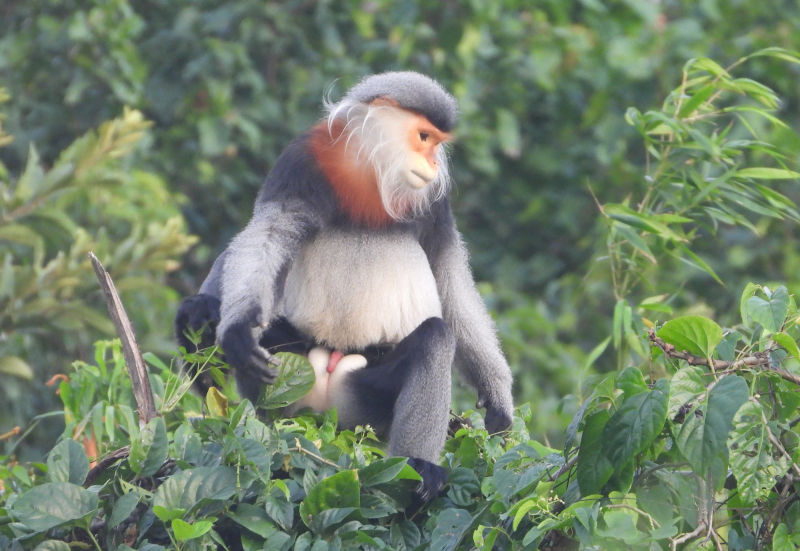 Khẩn trương bảo vệ tiềm năng voọc chà vá chân xám ở phía Tây Bắc Phú Yên -0