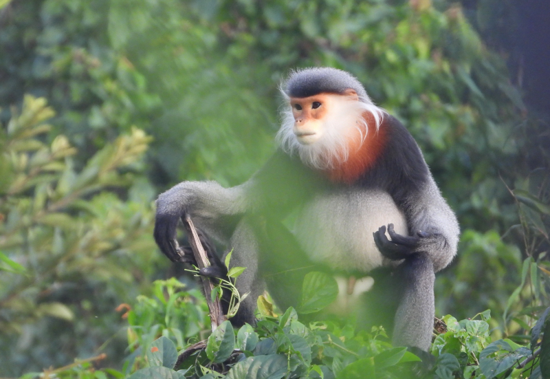 Khẩn trương bảo vệ tiềm năng voọc chà vá chân xám ở phía Tây Bắc Phú Yên -1