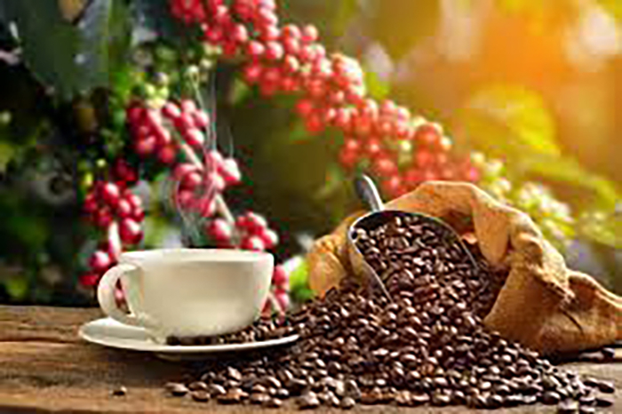 Việt Nam là nguồn cung cà phê lớn nhất cho Tây Ban Nha -0