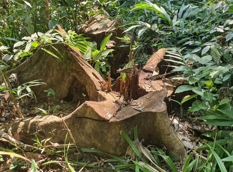 Khẩn trương điều tra, làm rõ vụ phá rừng ở Vân Canh -0