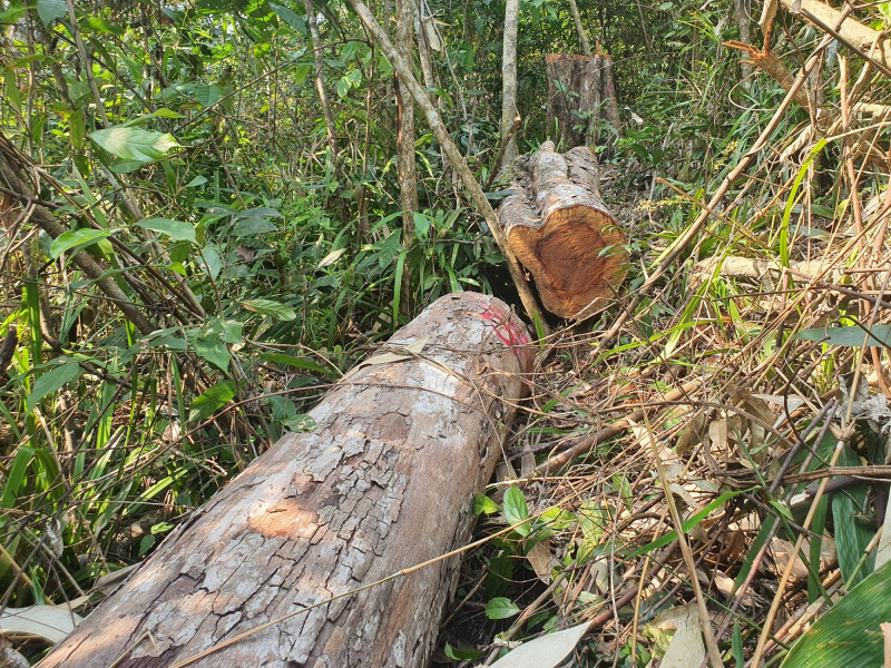 Khẩn trương điều tra, làm rõ vụ phá rừng ở Vân Canh -0