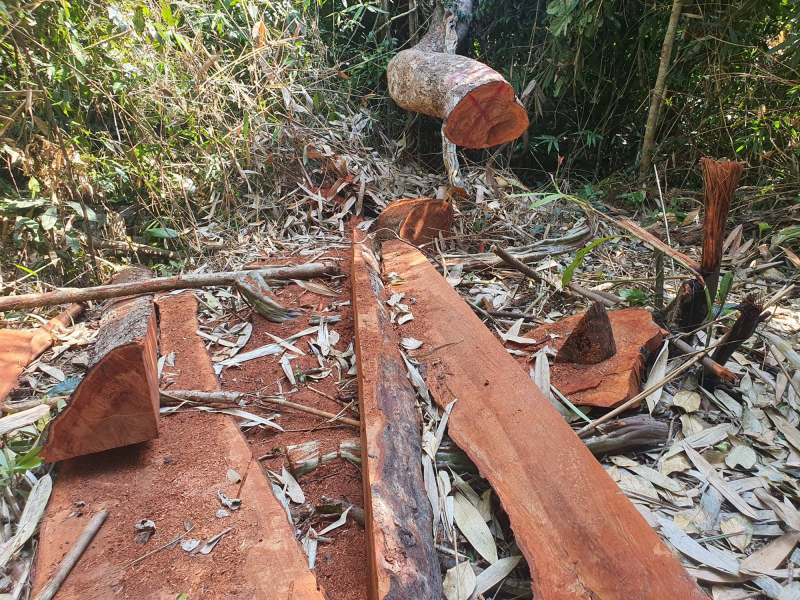Khẩn trương điều tra, làm rõ vụ phá rừng ở Vân Canh -0