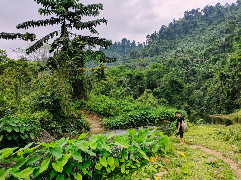 Giải pháp đột phá đưa Tuyên Quang trở thành trung tâm chế biến gỗ -0