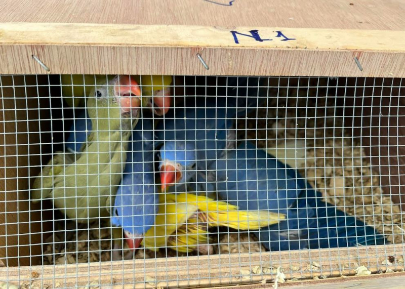 Tạm giam hai người đàn ông dùng xế hộp chở vẹt quý hiếm -0