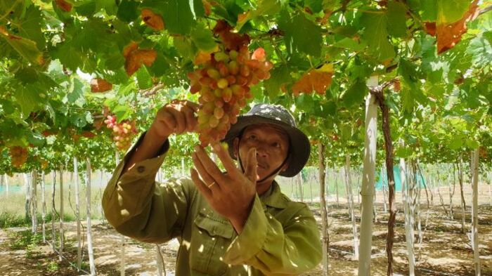 “Thủ phủ” nho của cả nước tổ chức lễ hội lớn tôn vinh nho và vang -0