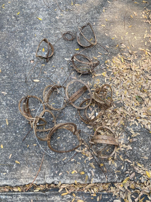 Loạn “bẫy thú” nguy hiểm trong khu bảo tồn Bán đảo Sơn Trà. -0